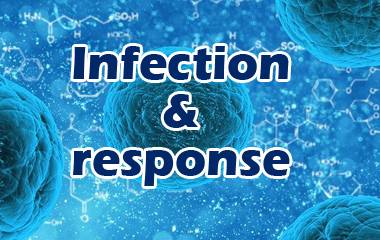 The game Infection & response