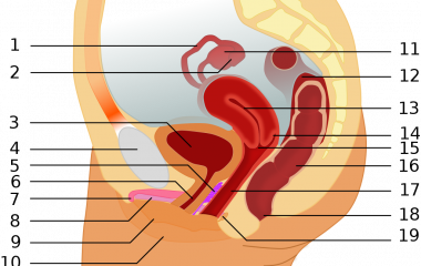 The game Female reproductive system