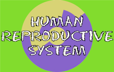 Play Human reproductive system The game Human reproductive system